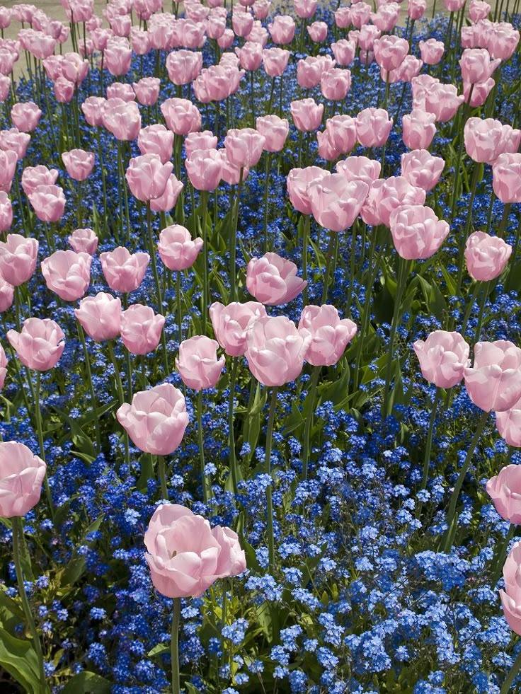 Whispering Meadows: A Serene Floral Embrace